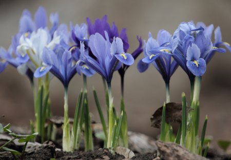 ** *Crocuses *** - flowers, crocouses, flower, nature