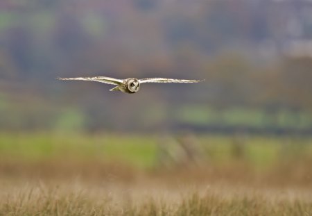 *** Flaing owl *** - animal, animals, bird, owl, birds