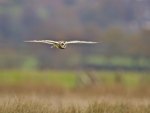 *** Flaing owl ***