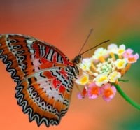 Butterfly And Flowers