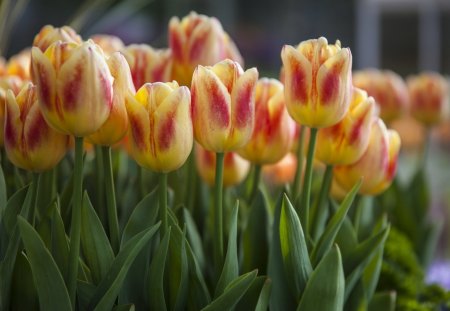 *** Tulips *** - flowers, flower, nature, tulips