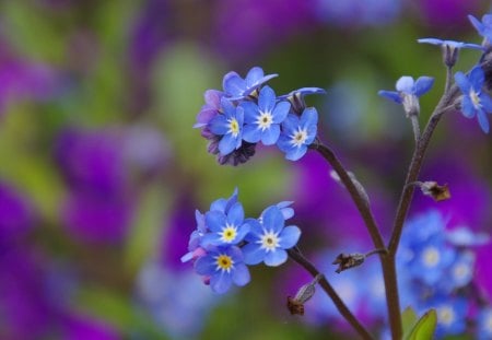 *** Forget-me-not *** - flowers, natute, flower, blue