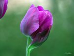 *** Tulip ***