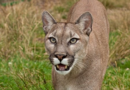 *** PUMA - waild cat *** - animal, puma, waild, cat, animals