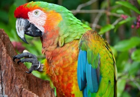 *** Parrot *** - animal, animals, birds, parrot