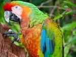 *** Parrot ***