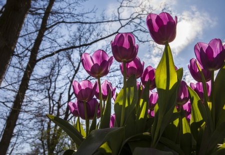 *** Purple tulips *** - flower, purple, tulips, flowers, nature