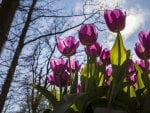 *** Purple tulips ***