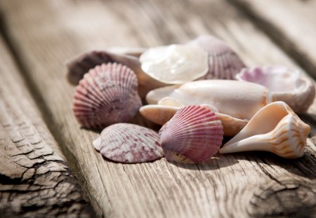 *** Shells *** - nature, shells, wood, abstract