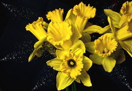 *** Daffodils *** - flowers, flower, daffodils, nature