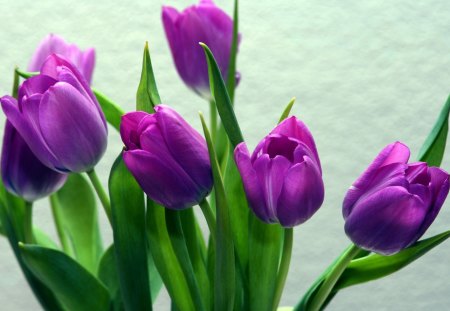 *** Tulips *** - flower, purple, tulips, flowers, nature