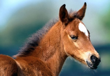 Cute horse - free, run, horse, animal