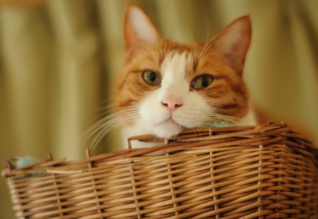 *** Cat in basket *** - basket, animal, cats, cat, animals