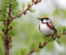 Orioles bird