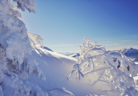 *** Winter *** - winter, trees, nature, snow