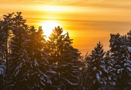 Sunset - winter - winter, spruces, sunset, trees