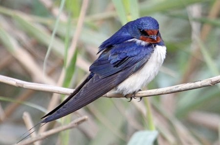 *** Swallow bird ***