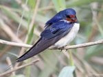 *** Swallow bird ***