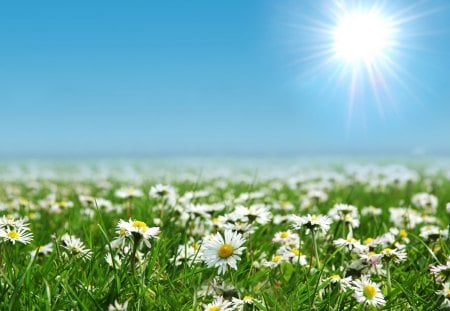 Flowers - daisies - the sky, flowers, daisies, the rays of the sun