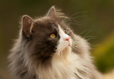 *** Fluffy cat *** - fluffy, cat, animals, cats, animal