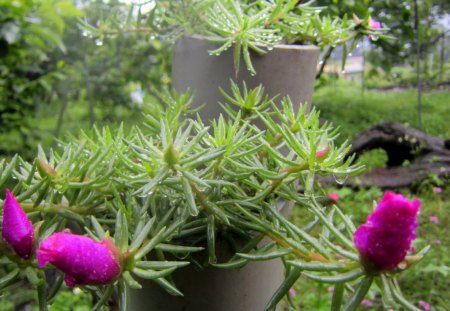 Flowers in the rain