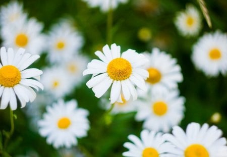 Camomiles - flowers, camomiles, field, nature