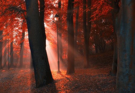 Brand New Day - nature, rays, forest, trees