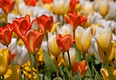 * Spring * - yellow tulips, tulips, flowers, field, spring, sunny day