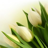 * White tulips *