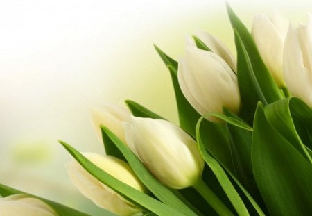 * White tulips * - white tulips, fresh, tulips, flowers, pure