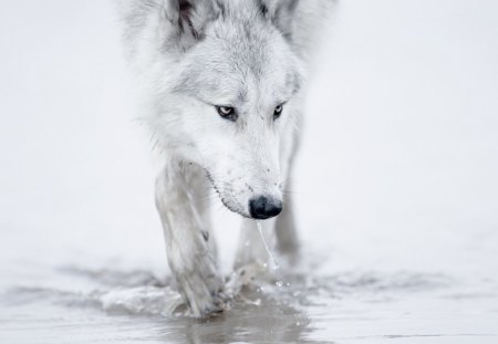 in focus - black, animals, bw, white, wolf, photography, wild, canis lupus, wp