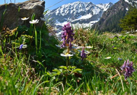 A mountainscape - colours, flower, rocks, mountain