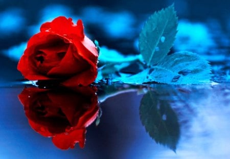 Red Rose - leaves, beauty, color, mirror