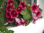 Gloxinia