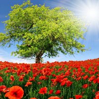 Poppy field lit by the sun