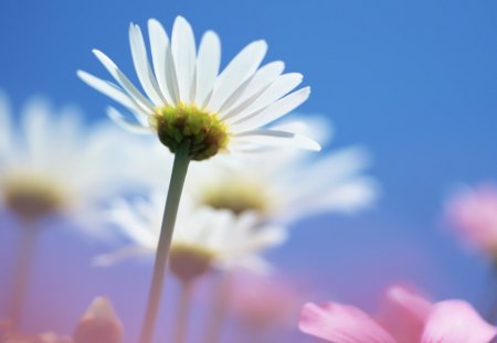 daisy flowers - nature, beauty, daisy, flowers