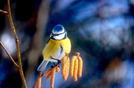 BLUE TIT - bird, yellow, blue, beautiful, passerine bird