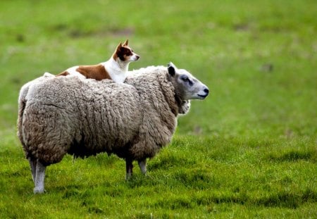 FRIENDS of MEADOW - pets, dog, meadow, sheep