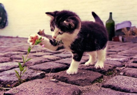 Kitten - play, flower, pink, cat, fur, black, white, animal, kitten, cute