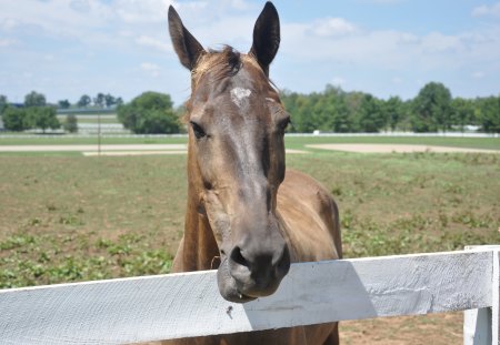 Hello, Mr. Ed - Kentucky Horsepark, Brown, Horse, White Fences