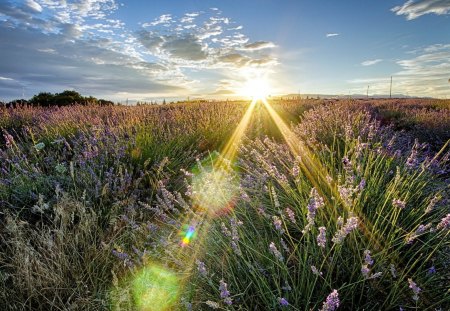 fantastic sunbeams over field of wildflowers - sunbeams, fields, wildflowers, clouds