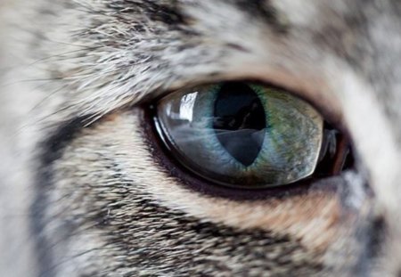 Cat's eyes - wallpaper, cute, animals, eyes, pets, cats, photography, nature, close-up