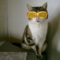 cat with glasses
