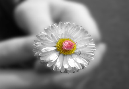 white flower - white, hands, flower, nature