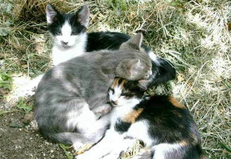 Three brothers sleeping - three cat, brothers, sleeping, cat