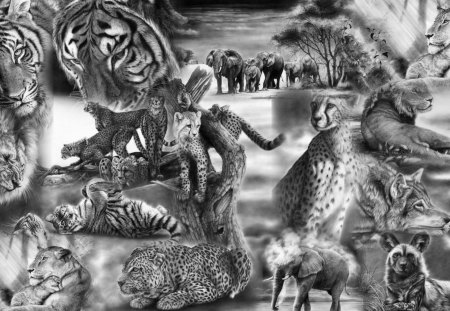 Wild and Free - peter williams art, collage, lion, trees, animals, black and white, cheetah, africa, wolf, elephants, jungle, cats, wild, gray, tiger