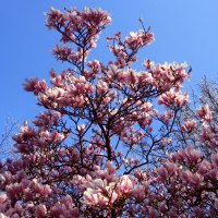 Magnolia