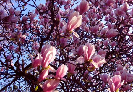 Magnolia - sky, photography, spring, nature, beautiful, pink, blue, tree, flowers, magnolia, flower