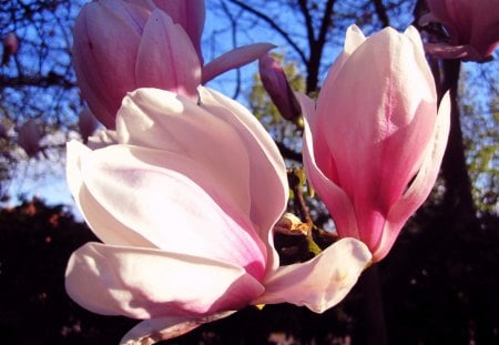 Magnificent magnolia - blue, beautiful, photgraphy, spring, flower, pink, flowers, magnolia, nature, macro, sky