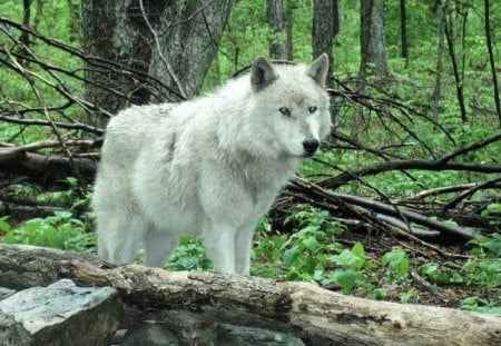 Beauty In The Woods - wolf, woods, trees, animals, dogs